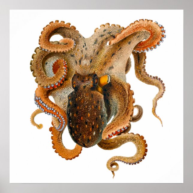 Affiche Octopus Vulgaris Merculiano (Devant)