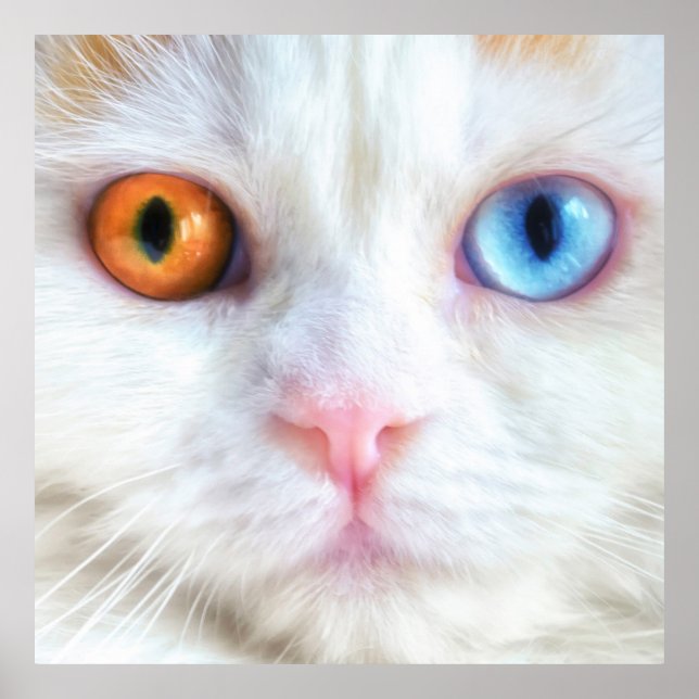 Affiche Odd-Eyed White Persian Cat (Devant)
