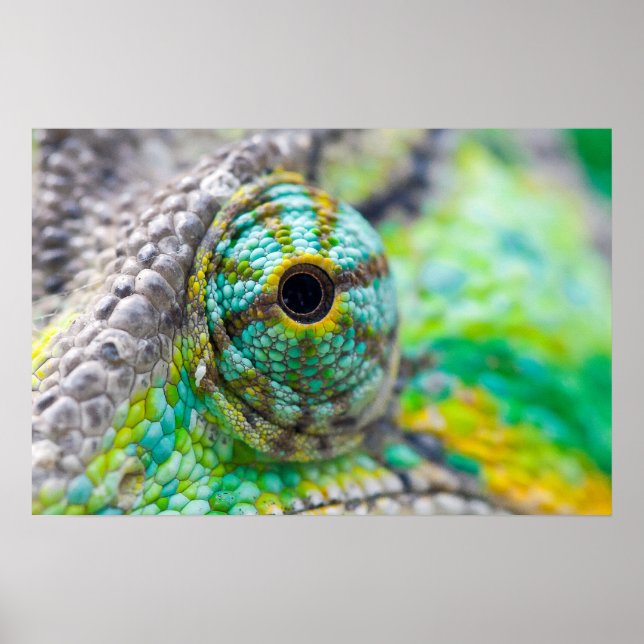 Affiche Oeil Chameleon (Devant)
