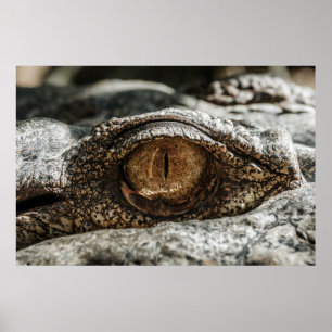 AFFICHE OEIL D'ALLIGATOR