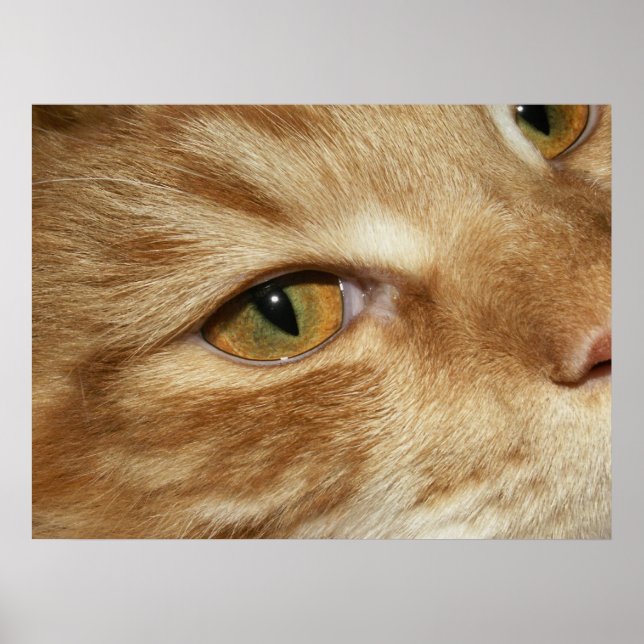Affiche oeil de chat (Devant)