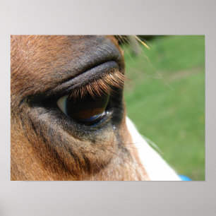 Affiche Oeil de cheval