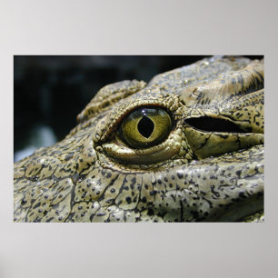 Affiche Oeil de crocodile