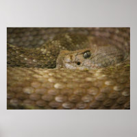 oeil de serpent