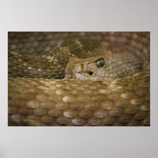 Affiche oeil de serpent (Devant)