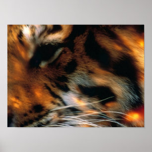 Affiche Œil de Tigre Doré Gros Plan Faune