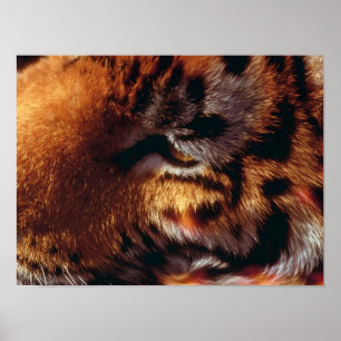 Affiche Œil de Tigre Doré Gros Plan Faune