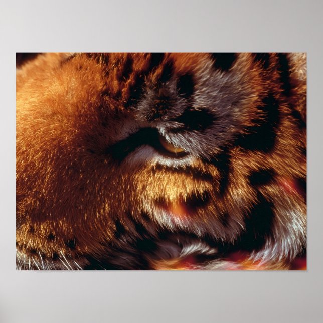 Affiche Œil de Tigre Doré Gros Plan Faune  (Devant)