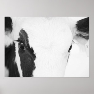 Affiche Oeil de vache Holstein noir et blanc