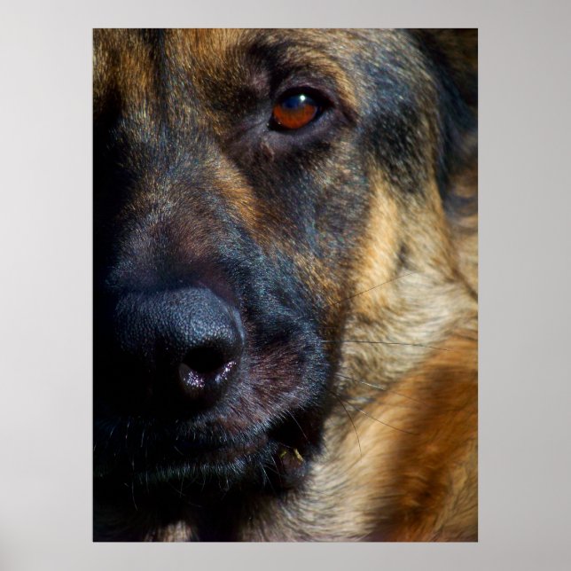 Affiche OEil du berger des imprimés d'art (Devant)