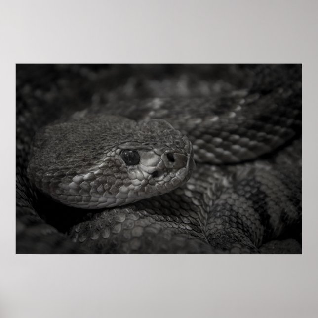 Affiche oeil du serpent (Devant)