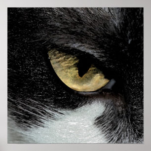 Affiche Oeil du tigre