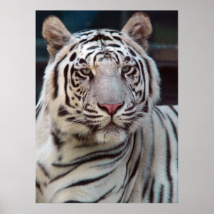 Affiche Oeil du tigre