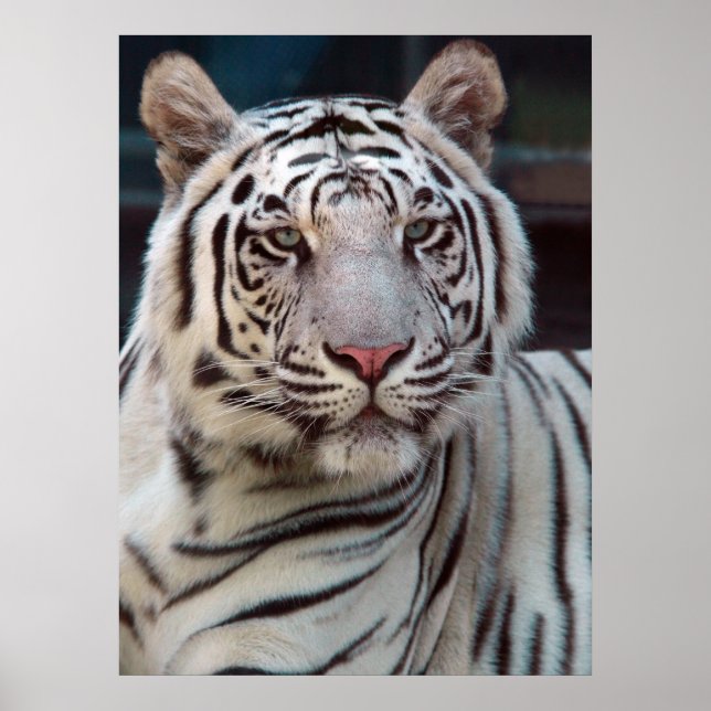 Affiche Oeil du tigre (Devant)