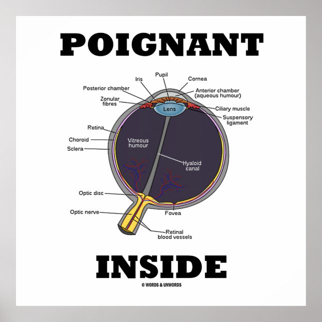 Affiche Oeil Poignant (I) À L'Intérieur (Oeil Anatomique) (Devant)