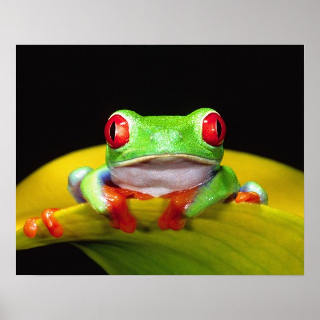 Affiche Oeil rouge Treefrog, Agalychinis callidryas, autoc (Devant)
