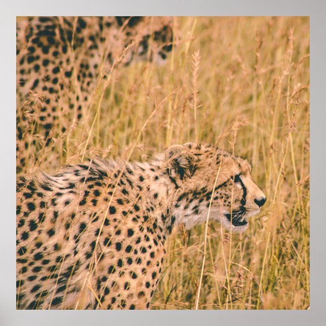 AFFICHE OEIL SUR LA CIBLE - PHOTO D'ANIMAUX DE LEOPARD (Devant)