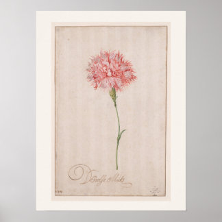 Affiche Œillet rose par van der Ast - Dessin vintage