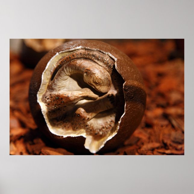 Affiche OEuf de dinosaure avec embryon (Devant)