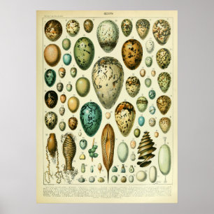 Affiche Oeufs d'antiquité Décor de maison d'art du mur