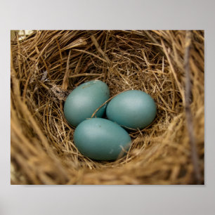 Affiche Oeufs de Robins