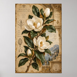 Affiche Œuvre d'art botanique de magnolia blanc vintage
