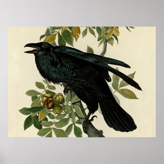 Affiche Œuvre d'art classique du corbeau d'Audubon (Devant)