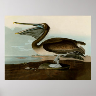 Affiche Œuvre d'art de Pélican Brun de John James Audubon
