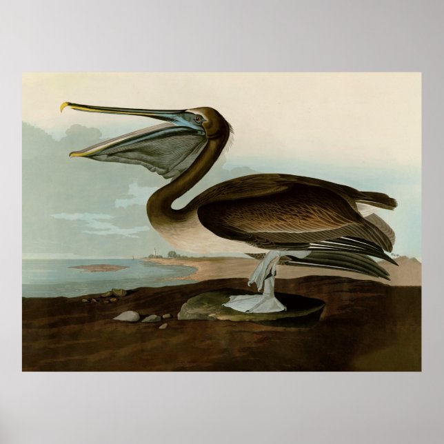 Affiche Œuvre d'art de Pélican Brun de John James Audubon  (Devant)