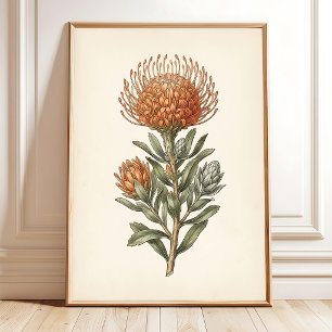Affiche Œuvre d'art murale botanique Leucospermum Cottage
