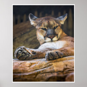 Affiche Œuvre d'art murale de couguar au repos Impressio