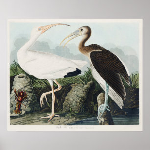 Affiche Œuvre d'art vintage d'Audubon sur l'Ibis blanc et