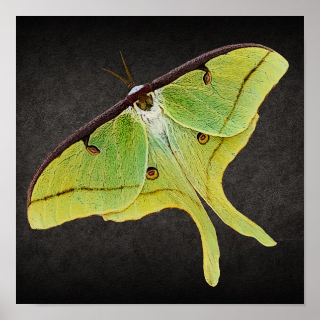 Affiche Oeuvre de Luna Moth en couleur vive sur noir (Devant)