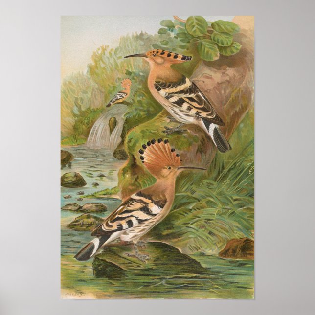 Affiche Oeuvres d'Upupa par Johann Friedrich Naumann (Devant)