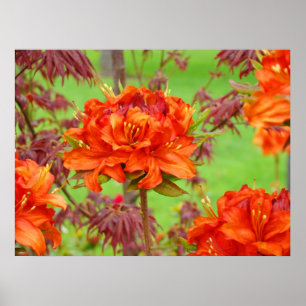 Affiche Office art imprime Orange Rhododendron Garden