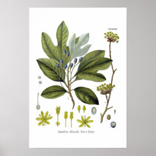 Affiche Officinale de sassafras