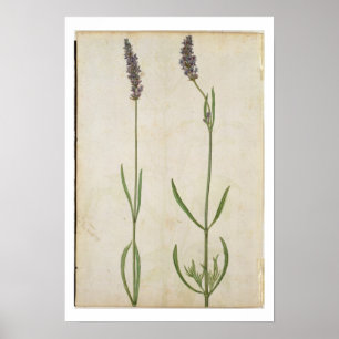 Affiche Officinalis de Lavandula (vieille lavande