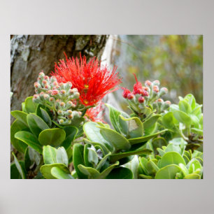 Affiche Ohia Lehua