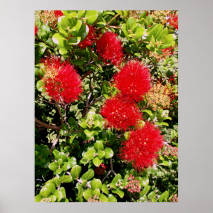 Affiche Ohia Lehua
