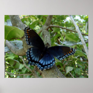 Affiche Ohio Blue Swallowtail Butterfly
