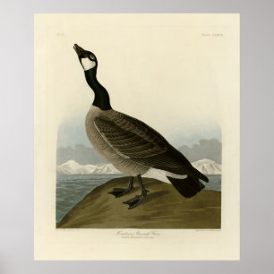 Affiche Oie du Canada des oiseaux d'Amérique d'Audubon