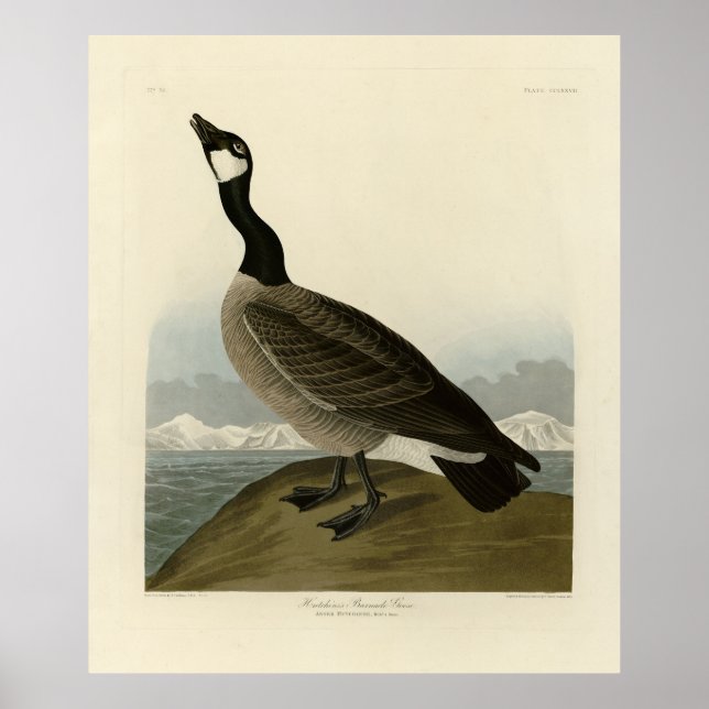 Affiche Oie du Canada des oiseaux d'Amérique d'Audubon (Devant)