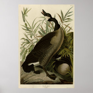 Affiche Oie du Canada des oiseaux d'Amérique d'Audubon