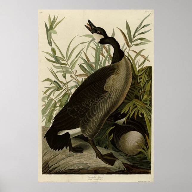 Affiche Oie du Canada des oiseaux d'Amérique d'Audubon (Devant)