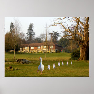 Affiche Oie et Goslings APH Country Club