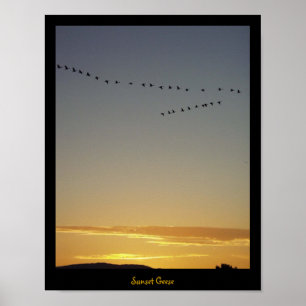 Affiche Oies de coucher du soleil