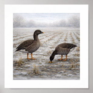 Affiche Oies des haricots dans un champ hivernal – Oiseaux