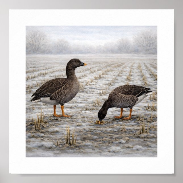 Affiche Oies des haricots dans un champ hivernal – Oiseaux (Devant)