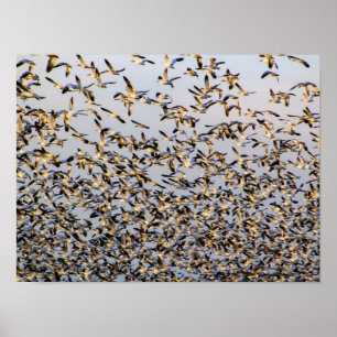 Affiche Oies des neiges du Mont Vernon