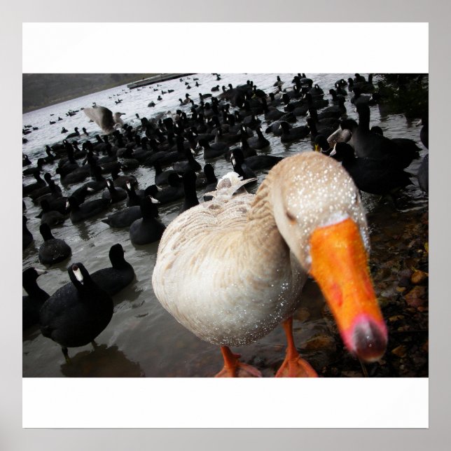 Affiche Oies et poules (Devant)